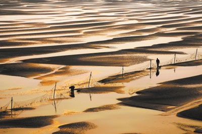 如东泥螺生产成为省级示范