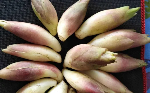 美味有健康的如东蘘荷,怎么做好吃